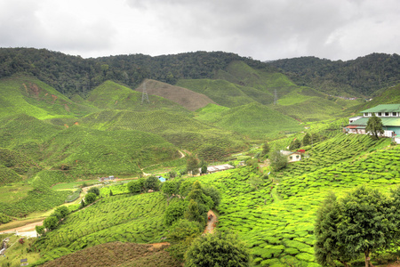 金马仑茶园