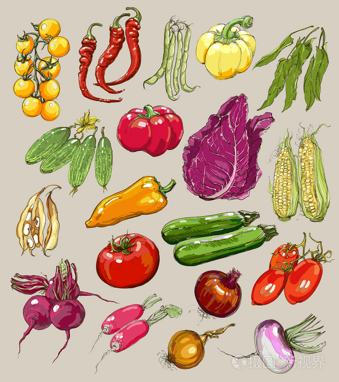 矢量插图中的复古风格的手绘的蔬菜,大集合