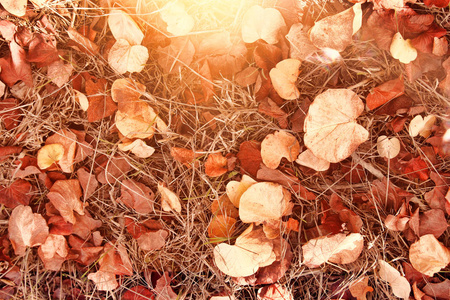 秋天的树叶在地上。秋季壁纸。色调图像