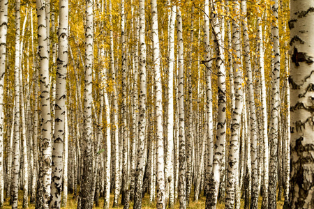 白桦林秋天美丽的白桦林和池塘第一天的白桦林的秋天秋天的白桦林秋天