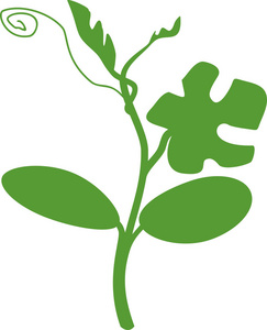 西瓜种子,芽苗生长阶段与果实成熟植株的研究