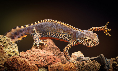 高山的蝾螈图片