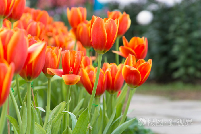 色彩艳丽的郁金香和其他花在皇家公园拉加普鲁克