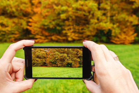 阳光明媚的秋日, 女子用智能手机桦木树丛拍照
