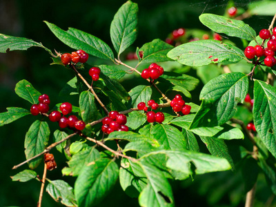 特写红莓在灌木丛中照片