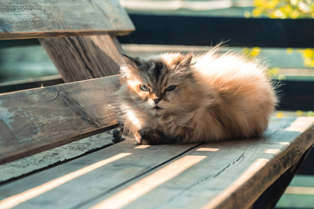 街头猫。住在街上的猫