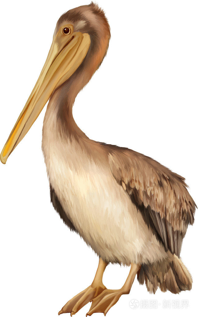 鹈鹕插画-正版商用图片08mmp8-摄图新视界
