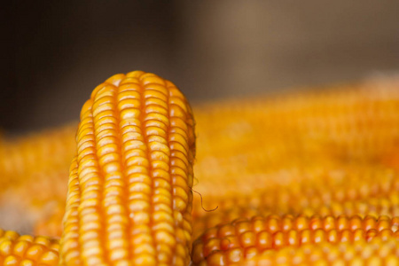 美丽的成熟黄色玉米在麻袋干壳农村农场天然有机概念