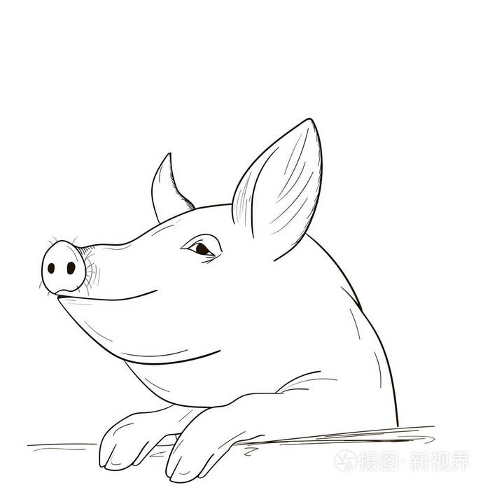 猪素描插画-正版商用图片08mor8-摄图新视界