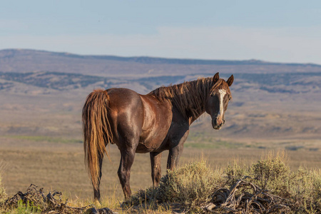 夏天在科罗拉多州洗沙盆地的高沙漠中的一匹野马一匹野生马在科罗拉多