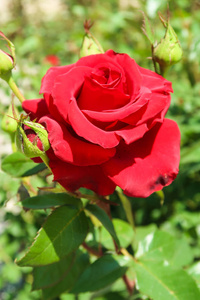 大自然中的红色玫瑰花朵