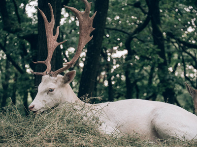 白鹿在森林, 白化动物