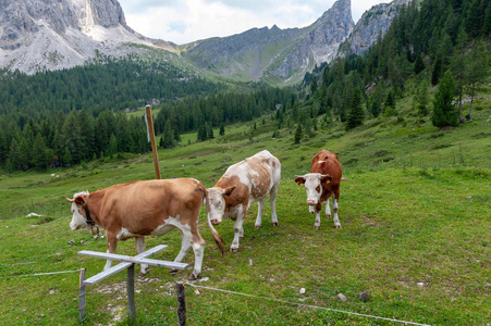 在阿尔卑斯山放牧的奶牛