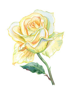 精致的黄色玫瑰, 水彩画在白色背景, 与修剪路径隔绝