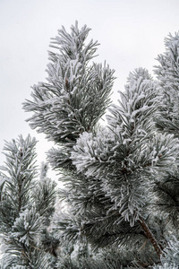 杉木树针上的积雪关闭了