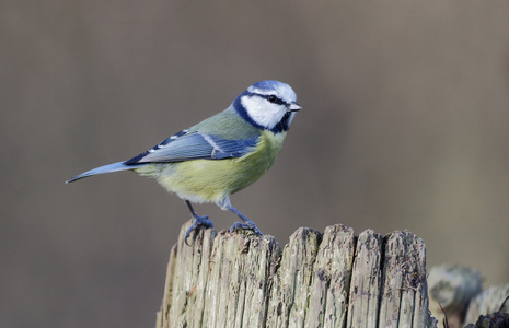 蓝雀，parus 鸢