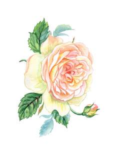 娇嫩的玫瑰与芽和叶子, 水彩图画在白色背景, 隔绝与修剪路径