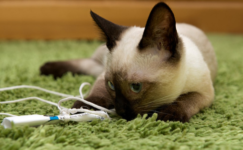 画像的绿眼睛的暹罗猫,小猫玩上自然模糊国内背景,美丽的棕色暹罗猫