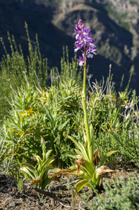 兰花 scopulorum 美丽的山兰花盛开在马德拉岛, 葡萄牙