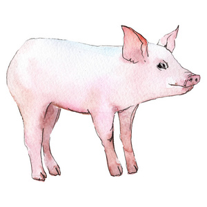 猪的背景图案猪动物在水彩画样式隔绝.