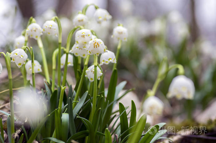 Leucojum 丽莎弗纳姆花 早春雪花在草地上 组开花植物照片 正版商用图片08mswt 摄图新视界