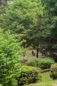 公园景观与绿草田绿树园美景