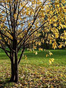 绿色的树叶在秋天图片