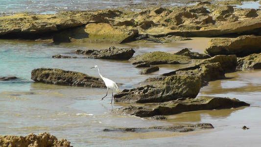 特写与白鹭钓鱼在以色列的海滩上