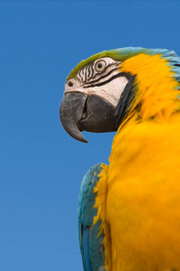 蓝色和黄色的金刚鹦鹉被孤立在蓝天上阿 ararauna