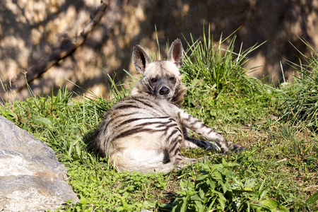 条纹鬣狗, 鬣狗鬣狗苏丹娜, 一个较小的物种