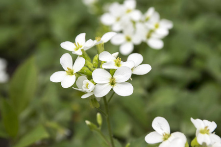 阿拉比斯高加索山观赏早春花园白色开花花, 山岩水芹盛开