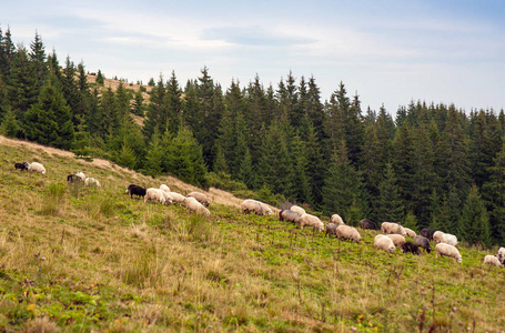 成群的绵羊在山上的绿色牧场上放牧。年轻的白羊和褐色的绵羊在农场上放牧