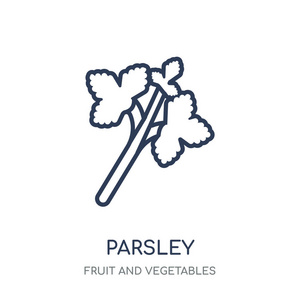 欧芹图标。欧芹线性符号设计从水果和蔬菜收集。简单的大纲元素向量例证在白色背景