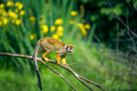 常见的松鼠猴在一根树枝上行走