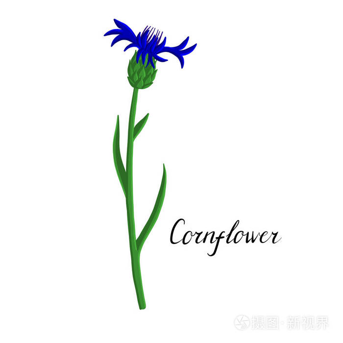 矢车菊的载体植物