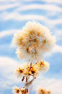 白雪皑皑的干燥植物