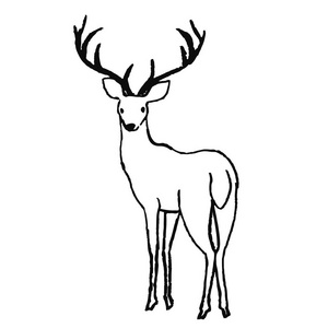 可爱的手绘动物在斯堪的纳维亚风格.简单的线条艺术.向量例证照片