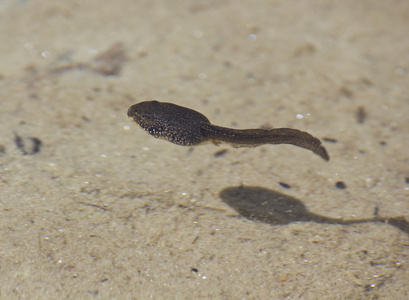 蝌蚪和其影子游照片