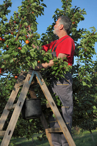中旬在梯子的成人农夫在果园摘杏果实从树上