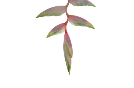 粉红色的海利科尼亚花挂在白色背景的分支