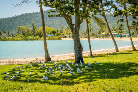 在澳大利亚享受树荫的海鸥
