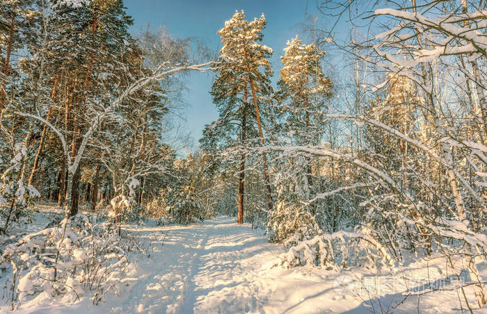 走在雪林里雪冬天冷冷地