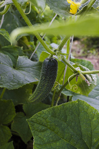 田间蔬菜种植绿黄瓜收获