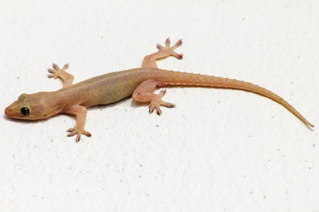 亚洲壁虎壁虎照片