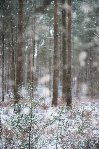 英国农村冰雪覆盖的冬季景观与土壤落叶