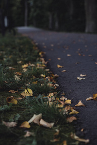 穆迪, 黑暗的照片的道路在公园之间, 森林特写镜头的叶子与模糊的背景失饱和, 复古看与空间文本, 秋日
