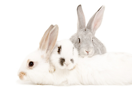 两只兔子，躺在三只兔子