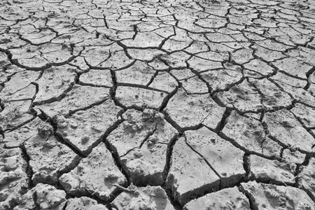 地球干枯干枯的农田小苗要死了照片