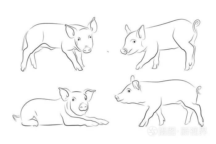 白色背景查出的线性图形猪插画-正版商用图片08nkia-摄图新视界