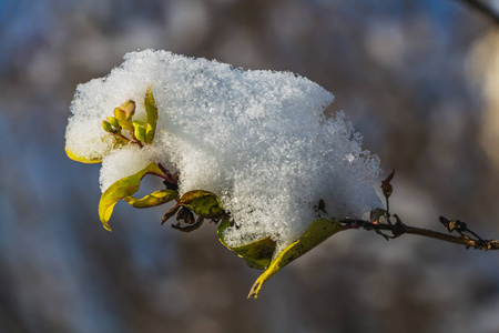 秋天, 一种绿叶和黄叶有雪的植物的背景模糊